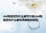 dnf凤凰羽为什么被骂介绍(dnf凤凰羽为什么被骂详细情况如何)