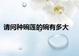 请问种碗莲的碗有多大