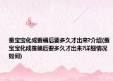 蚕宝宝化成蚕蛹后要多久才出来?介绍(蚕宝宝化成蚕蛹后要多久才出来?详细情况如何)