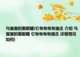乌溜溜的黑眼睛(它匆匆匆匆溜走 介绍 乌溜溜的黑眼睛 它匆匆匆匆溜走 详细情况如何)