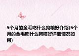 5个月的金毛吃什么狗粮好介绍(5个月的金毛吃什么狗粮好详细情况如何)