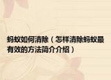 蚂蚁如何清除（怎样清除蚂蚁最有效的方法简介介绍）