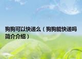 狗狗可以快递么（狗狗能快递吗简介介绍）