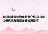 怎样能让母鸡抱窝孵蛋介绍(怎样能让母鸡抱窝孵蛋详细情况如何)