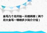 金毛几个月开始一天喂两顿（两个月大金毛一顿喂多少简介介绍）