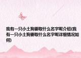 我有一只小土狗要取什么名字呢介绍(我有一只小土狗要取什么名字呢详细情况如何)