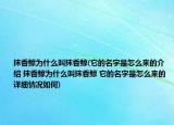 抹香鲸为什么叫抹香鲸(它的名字是怎么来的介绍 抹香鲸为什么叫抹香鲸 它的名字是怎么来的详细情况如何)