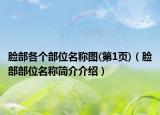 脸部各个部位名称图(第1页)（脸部部位名称简介介绍）