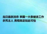 当日最新消息 泰国一大象被迫工作杀死主人 真相竟是如此可怕
