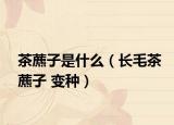 茶藨子是什么（长毛茶藨子 变种）