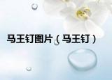 马王钉图片（马王钉）