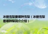 冰糖雪梨要哪种雪梨（冰糖雪梨是哪种梨简介介绍）