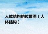 人体结构的位置图（人体结构）