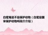 白鹭鸶是不是保护动物（白鹭是国家保护动物吗简介介绍）