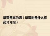 草莓是真的吗（草莓树是什么样简介介绍）