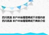 四川高温 农户30亩葡萄晒成干详细内容 四川高温 农户30亩葡萄晒成干具体介绍
