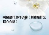 刺猪是什么样子的（刺猪是什么简介介绍）