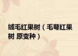 绒毛红果树（毛萼红果树 原变种）