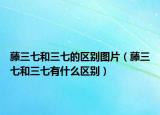 藤三七和三七的区别图片（藤三七和三七有什么区别）
