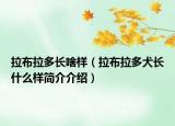 拉布拉多长啥样（拉布拉多犬长什么样简介介绍）