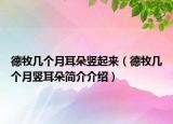 德牧几个月耳朵竖起来（德牧几个月竖耳朵简介介绍）