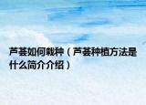 芦荟如何栽种（芦荟种植方法是什么简介介绍）