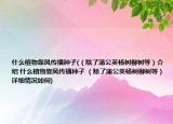 什么植物靠风传播种子(（除了蒲公英杨树柳树等）介绍 什么植物靠风传播种子 （除了蒲公英杨树柳树等）详细情况如何)