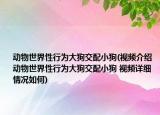 动物世界性行为大狗交配小狗(视频介绍 动物世界性行为大狗交配小狗 视频详细情况如何)