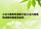 小法斗眼角有泪横介绍(小法斗眼角有泪横详细情况如何)
