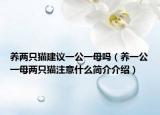 养两只猫建议一公一母吗（养一公一母两只猫注意什么简介介绍）