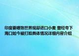 印度要喂饱世界现却进口小麦 曾经夸下海口如今被打脸具体情况详细内容介绍