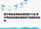 塞尔号的迅黄蜂在哪里抓?介绍 塞尔号的迅黄蜂在哪里抓?详细情况如何