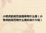 小壁虎的尾巴是用来有什么用（小壁虎的尾巴有什么用处简介介绍）