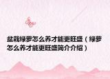 盆栽绿萝怎么养才能更旺盛（绿萝怎么养才能更旺盛简介介绍）