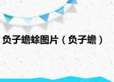 负子蟾蜍图片（负子蟾）