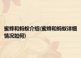 蜜蜂和蚂蚁介绍(蜜蜂和蚂蚁详细情况如何)