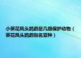 小葵花凤头鹦鹉是几级保护动物（葵花凤头鹦鹉指名亚种）