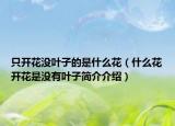 只开花没叶子的是什么花（什么花开花是没有叶子简介介绍）