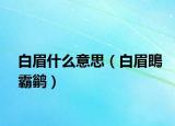 白眉什么意思（白眉鵖霸鹟）