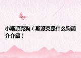 小斯派克狗（斯派克是什么狗简介介绍）