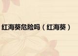 红海葵危险吗（红海葵）