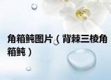角箱鲀图片（背棘三棱角箱鲀）