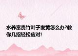 水养富贵竹叶子发黄怎么办?教你几招轻松应对!