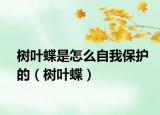 树叶蝶是怎么自我保护的（树叶蝶）