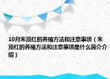 10月朱顶红的养殖方法和注意事项（朱顶红的养殖方法和注意事项是什么简介介绍）