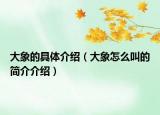 大象的具体介绍（大象怎么叫的简介介绍）