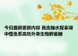今日最新更新内容 直击抽水捉拿湖中怪鱼系高危外来生物鳄雀鳝