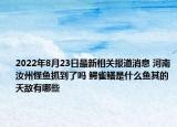 2022年8月23日最新相关报道消息 河南汝州怪鱼抓到了吗 鳄雀鳝是什么鱼其的天敌有哪些