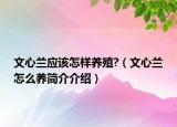 文心兰应该怎样养殖?（文心兰怎么养简介介绍）