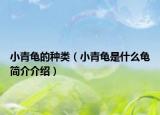 小青龟的种类（小青龟是什么龟简介介绍）